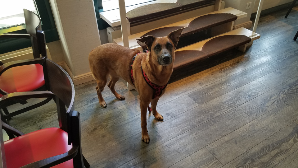 Shika the conference dog at CF Camp 2019